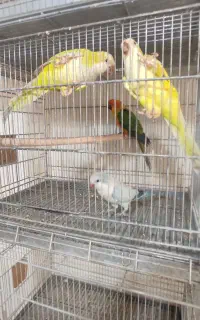 طوطی راهب بلو اسکای و خردلی و خورشیدی