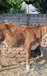 گوساله سمینتال (نژاد مونت بیلیارد)پر شیر اصیل