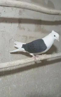فروش ی دوکت سیاه زغالی ماده
