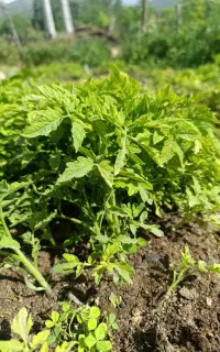 نشا گوجه