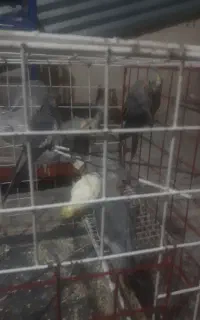 ۵عدد عروس هلندی سرحال