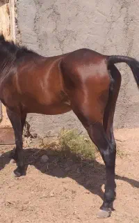 اسب