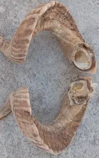 شاخ