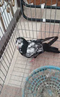 کبوتر دم سیاه