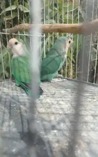 یک جفت کوتوله بازیگوش