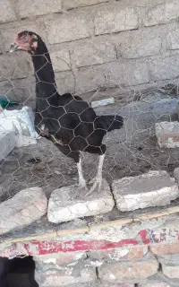 مرغ اصیل