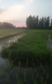 نشا برنج هاشمی