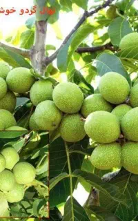 گردو محلی ارگانیک وپوست نازک