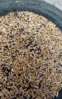 خرده گندم