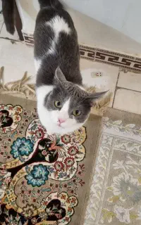 واگذاری گربه