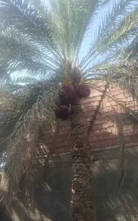 درخت تکون