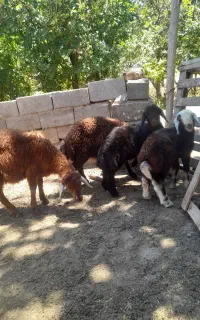 بره نر