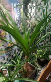 گل سوسن عنکبوتی