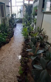 بار جدید گلسرای آرمش رسید