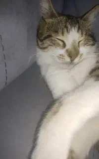 گربه گمشده