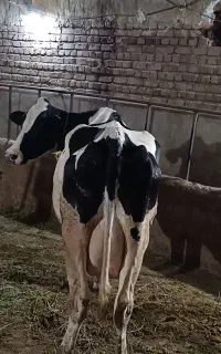 گاو گوساله نر درجه یک