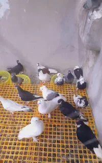 کبوتر همه نوع