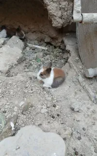 خرگوش نیمه لپ