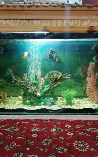 آکواریوم بزرگ