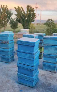 کندو خالی زنبور عسل