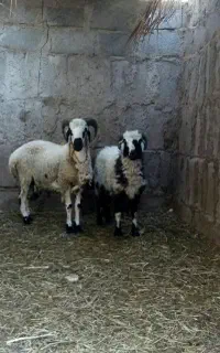 بره نر