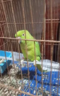 طوطی ملنگوماده