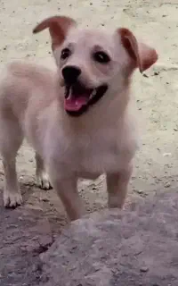 سگ پاکوتاه