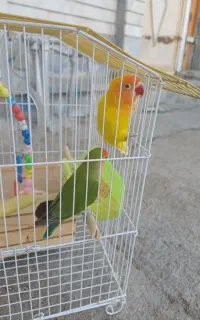 برزیلی