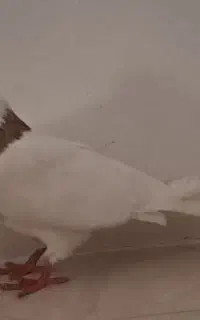 کبوتر