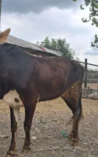 لیشه چالوسی