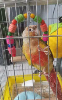 گرینچیک با قفس