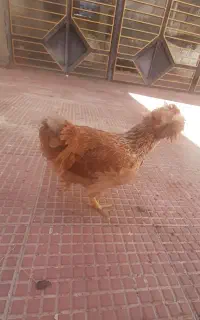 مرغ گلین کاکلی و یک خروس سفید