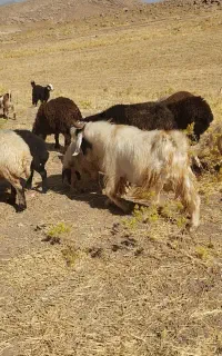 سابرین یا بز نر