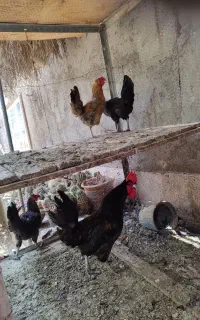 فروش ۳مرغ محلی با یک خروس مشکی