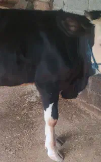 گاو ماده لیشه