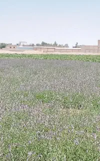 نعنا سبز امسالی مخصوص عرق گیری