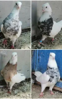 کبوتر