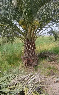 درشادگان