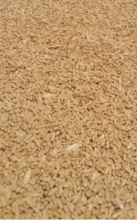 فروش گندم بکراس