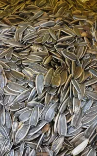 تخمه ایرانی/تخمه s400/مشابه ۲۲۰ خارجی
