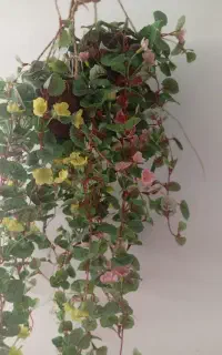 آویز گل بسیار زیبا