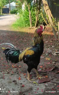 خروس لاری