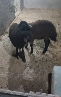 فروش بره نرهمو درجه یک