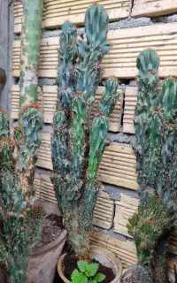 گل وگیاه طبیعی