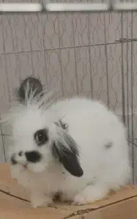 خرگوش مینی لوپ ترکیش