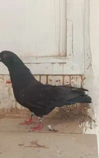 کبوتر
