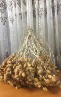 فروش شاخه خوشه خرما