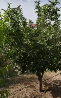 اجاره باغ سیب