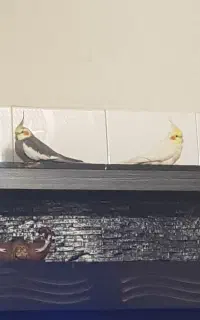یه عروس هلندی طوسی رنگ گمشده