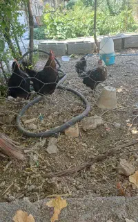 سلام سه عدد مرغ بومی تخمگذار جوان